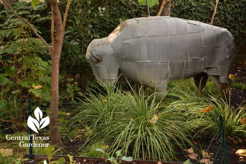 bison yard art cute Central Texas Gardener