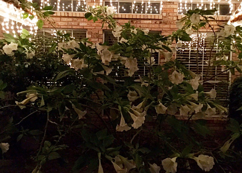 brugmansia winter bloom Central Texas Gardener