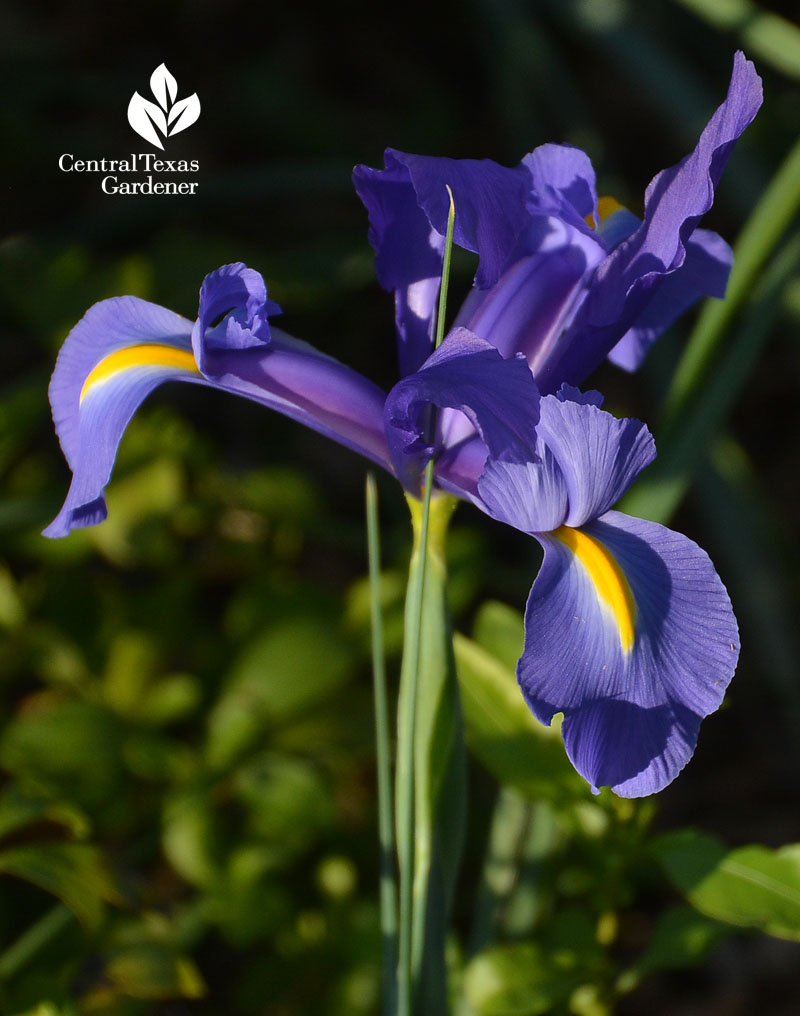 dutch iris Central Texas Gardener