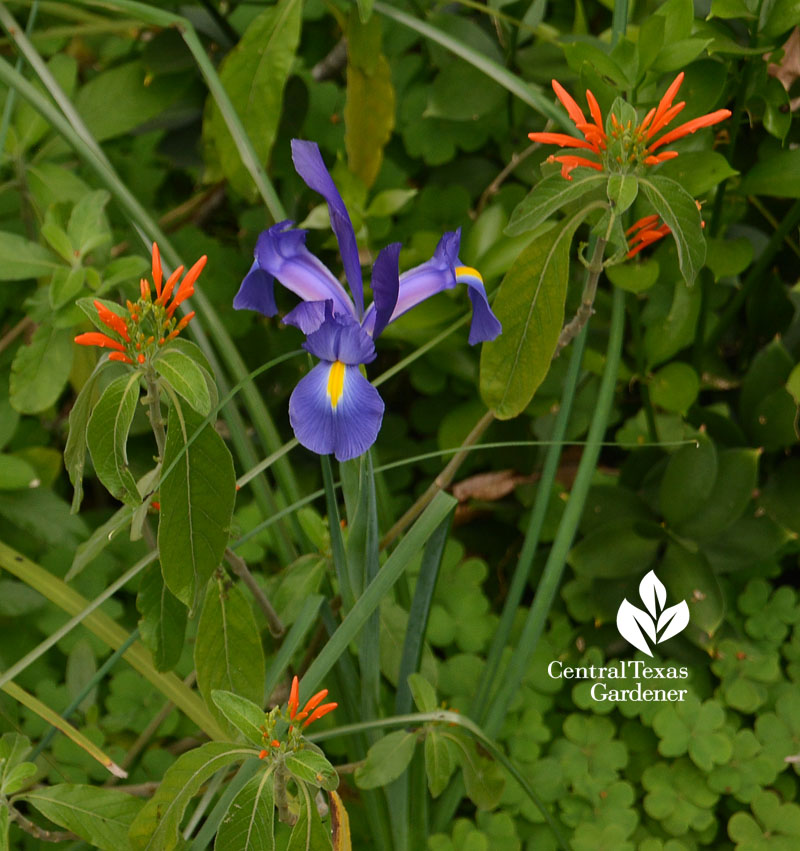 dutch iris mexican honeysuckle CTG