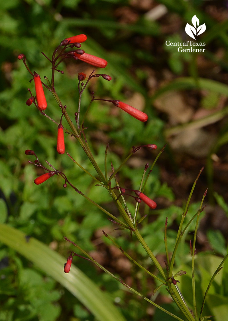 firecracker fern Central Texas Gardener