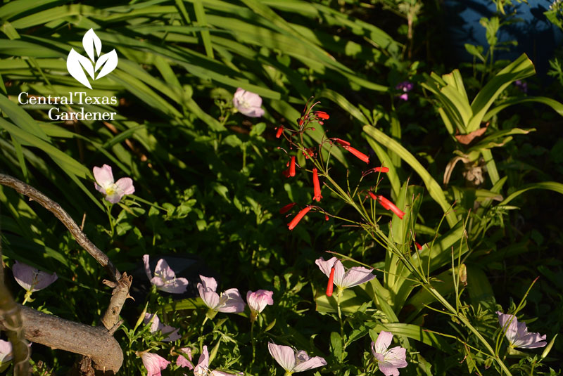 firecracker fern and pink evening primrose Central Texas Gardener