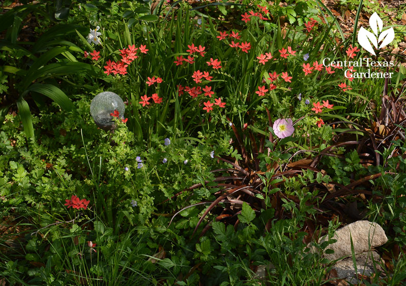 freesia laxa Billbergia and baby blue eyes Central Texas Gardener