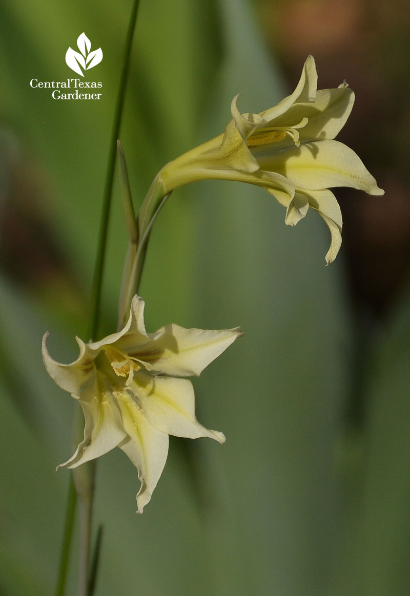 gladiolus tristus Central Texas Gardener