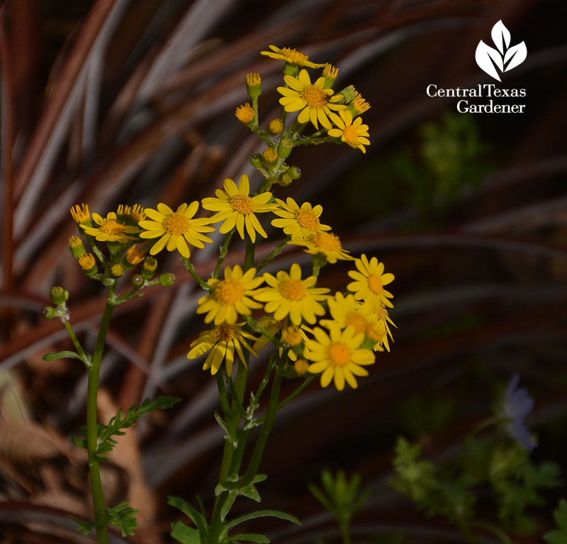 golden groundsel and billbergia Central Texas Gardener