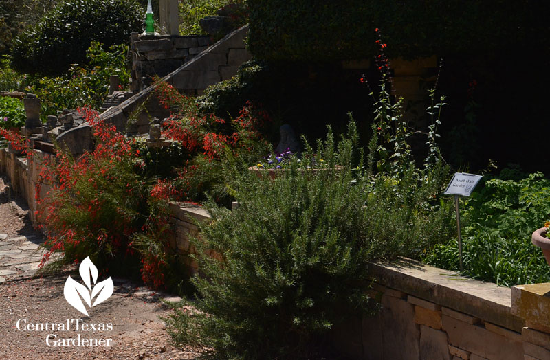 herbs and flowers for wildlife Festival Hill Central Texas Gardener