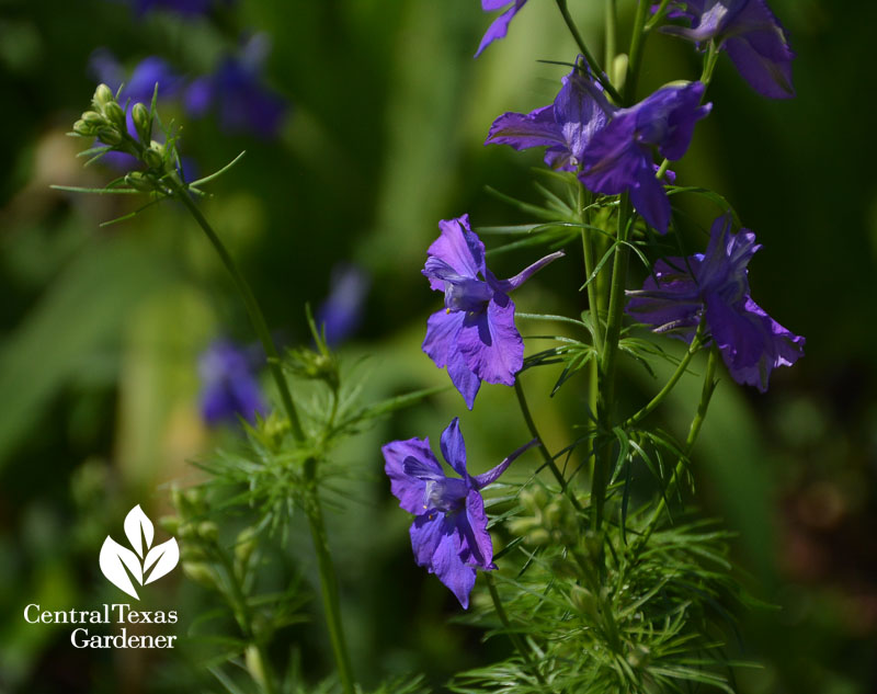 larkspur Central Texas Gardener