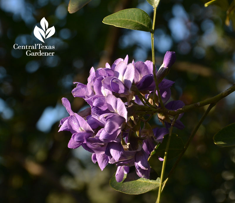 mountain laurel flower Central Texas Gardener