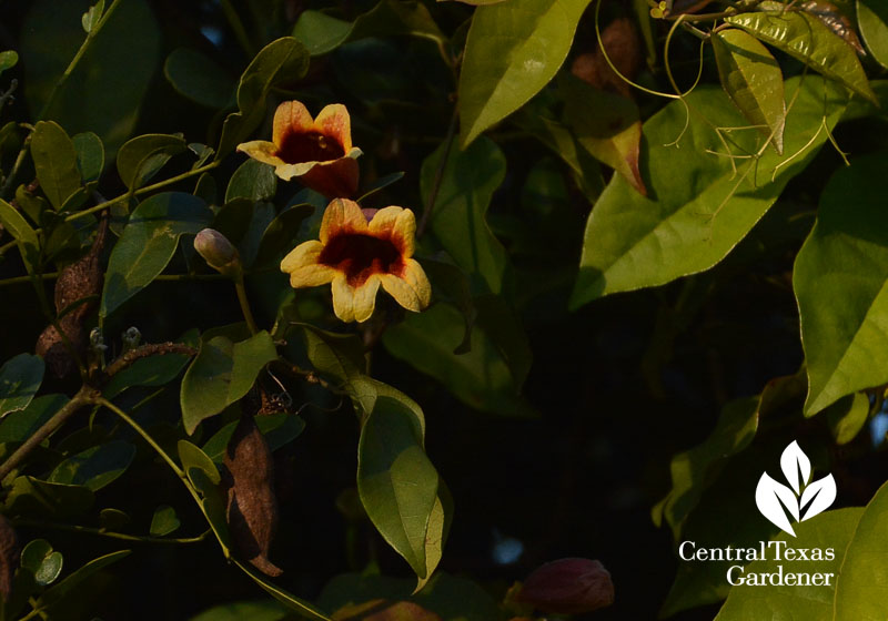 native crossvine in mountain laurel Central Texas Gardener