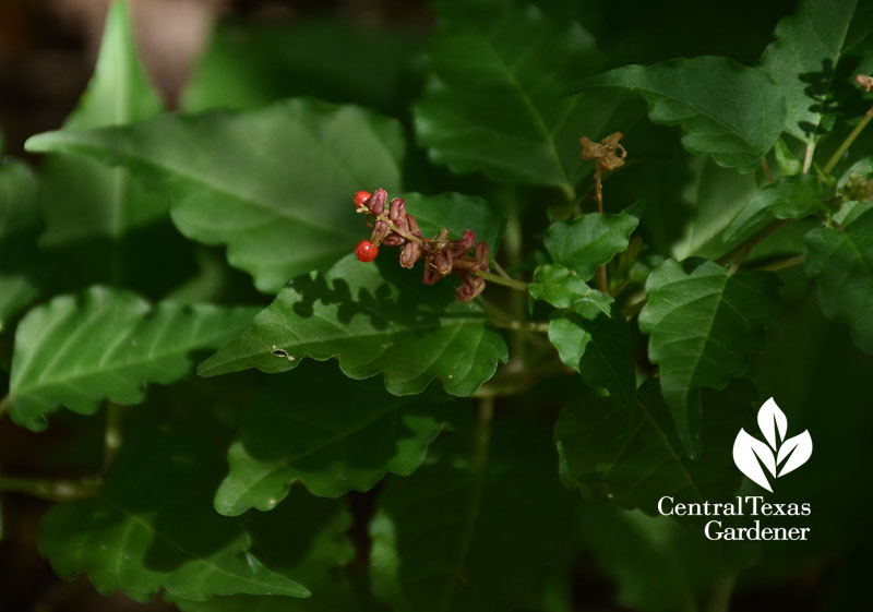 native pigeonberry berries Central Texas Gardener