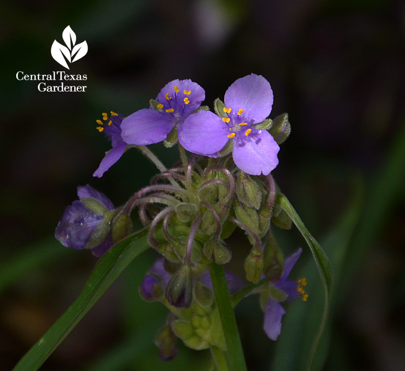 native spiderwort Central Texas Gardener