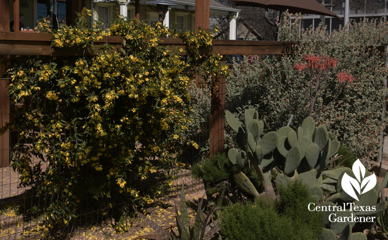 native vine Carolina jessamine with aloes, globe mallow Central Texas Gardener