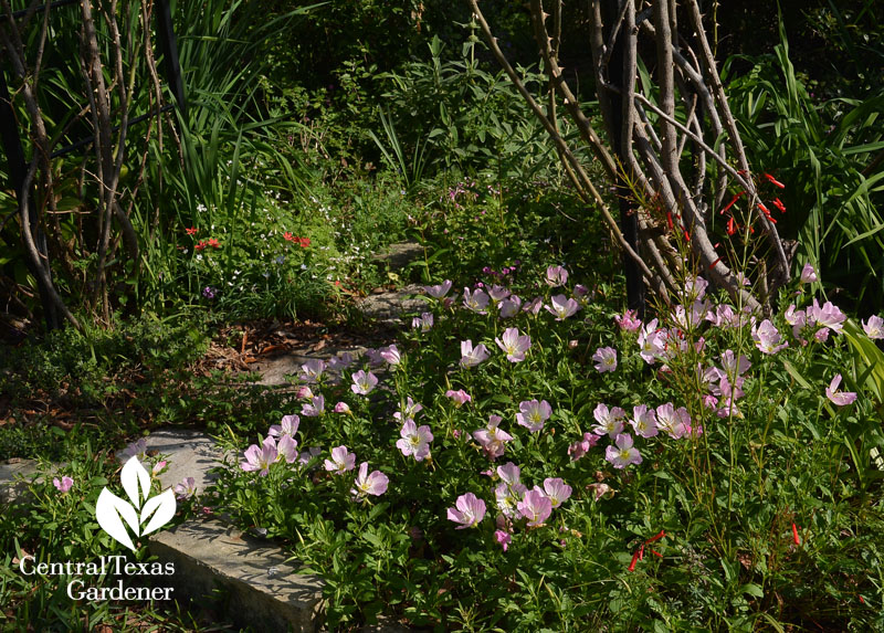 pink evening primrose and firecracker fern Central Texas Gardener