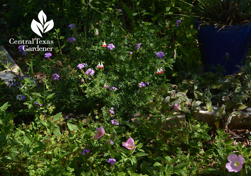 prairie vebena and Hotlips salvia Central Texas Gardener