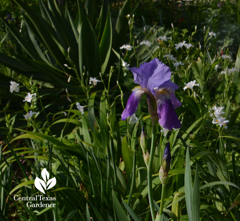 purple bearded iris and iris nada Central Texas Gardener