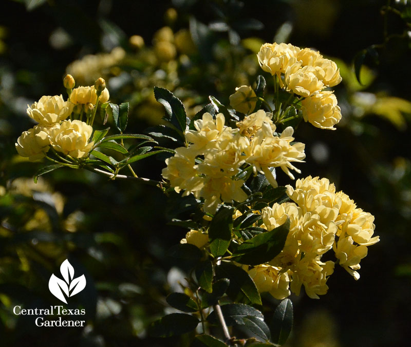 rose lady banks Central Texas Gardener