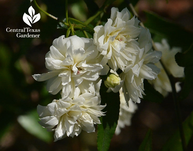 rose white lady banks Central Texas Gardener