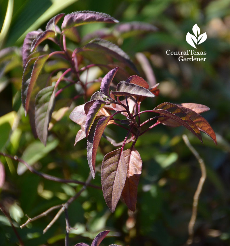 salvia blepharophylla purple winter leaves Central Texas Gardener