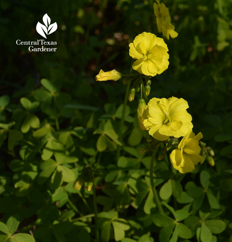 scotty's surprise oxalis Central Texas Gardener