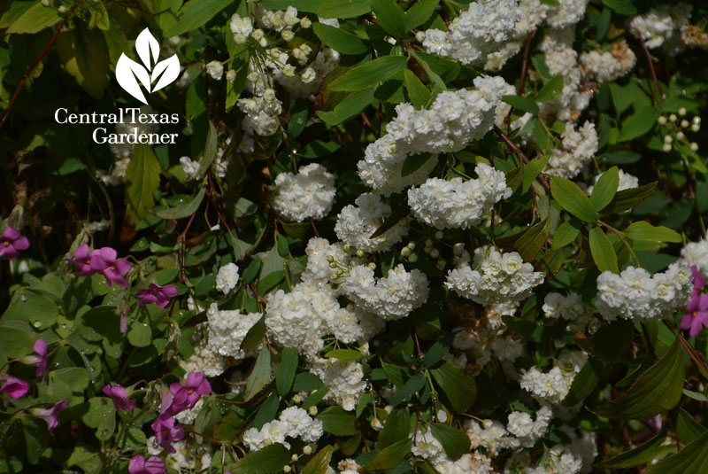 spiraea flowers Central Texas Gardener