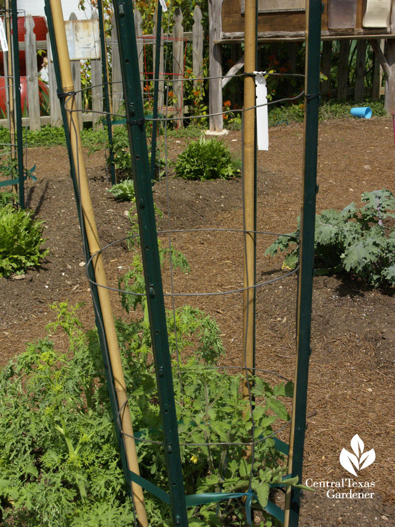 tomato stake with T-post and bamboo Central Texas Gardener 