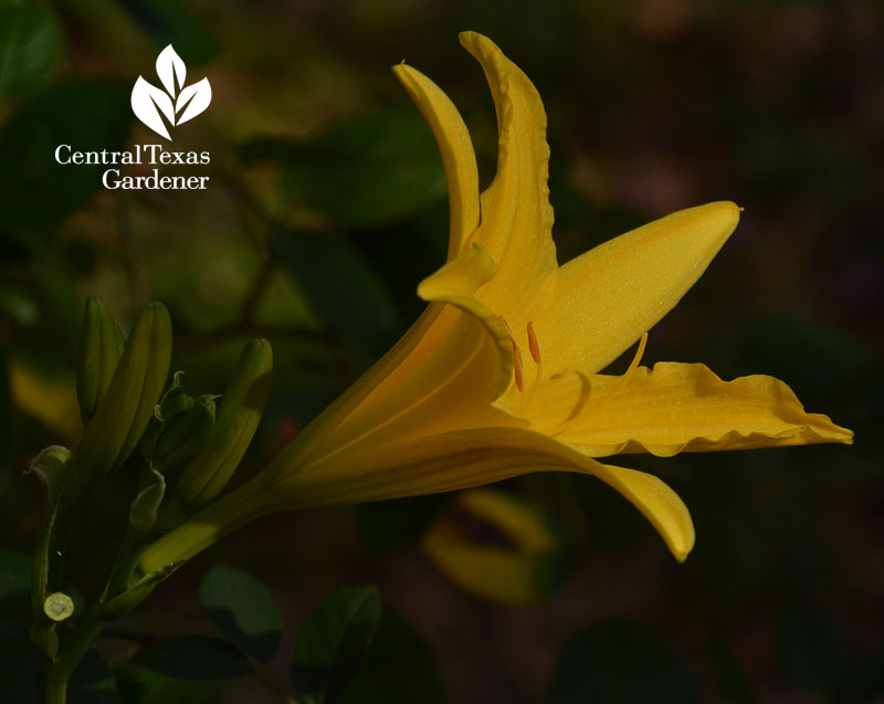 yellow daylily Central Texas Gardener