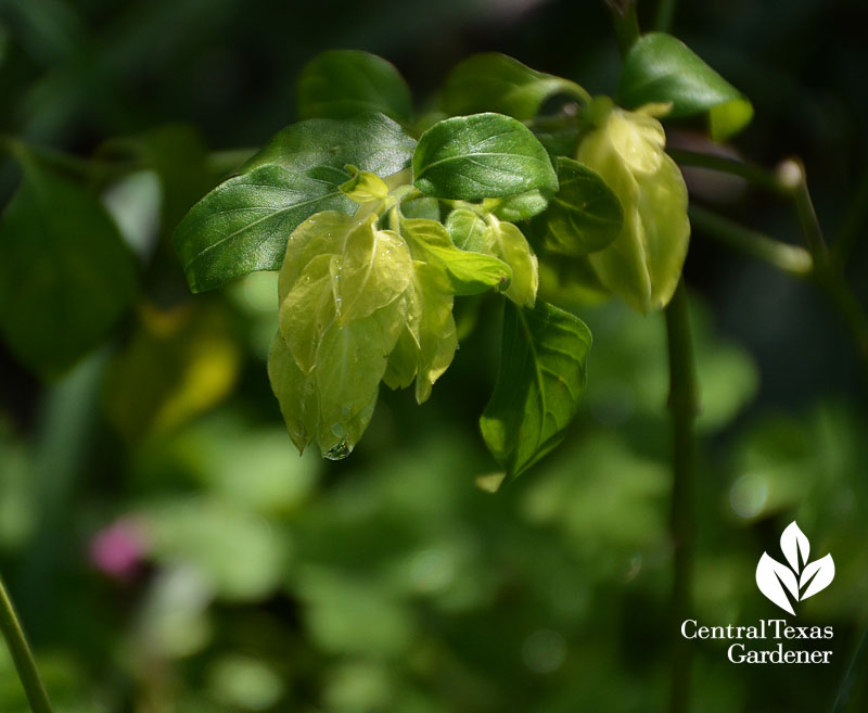 yellow shrimp plant Central Texas Gardener