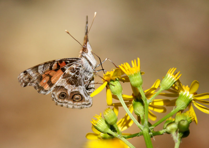 American Lady butterfly Charlotte Trussell CTG