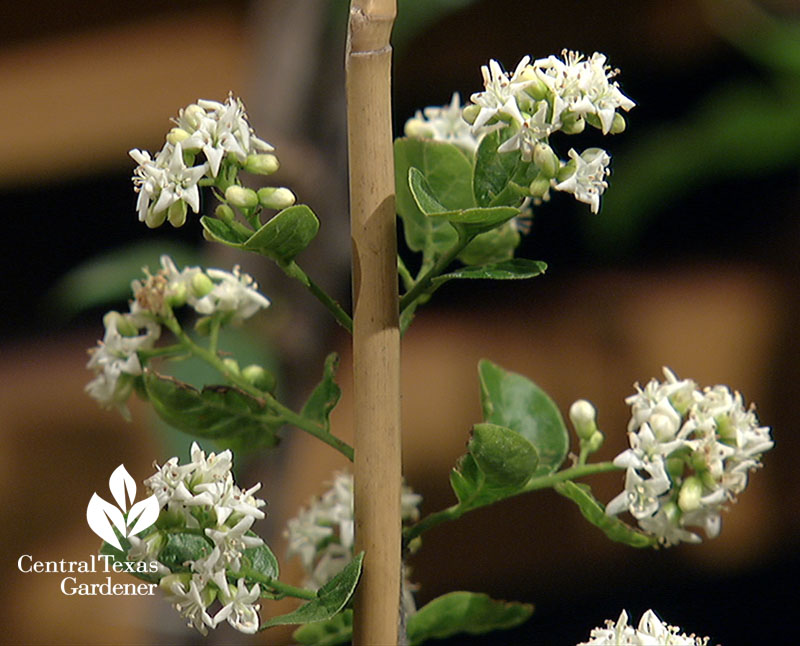 Anacua tree Central Texas Gardener