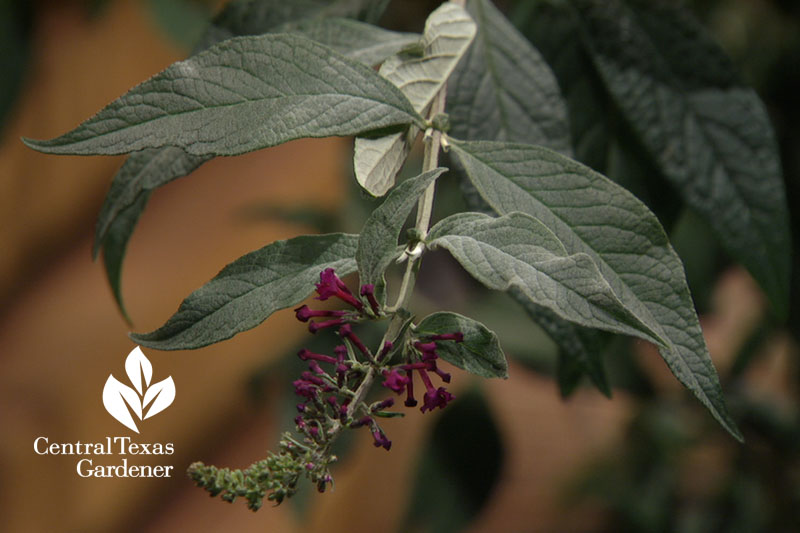 'Black Knight' buddleja Central Texas Gardener