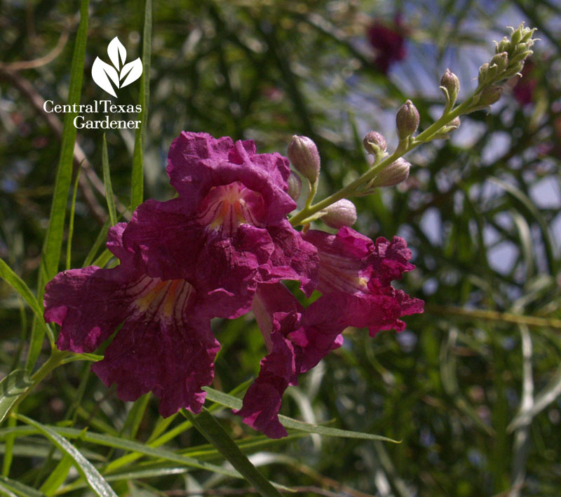 'Bubba' desert willow Central Texas Gardener