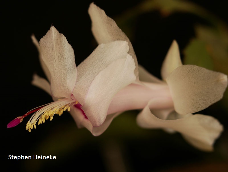 Christmas cactus CTG