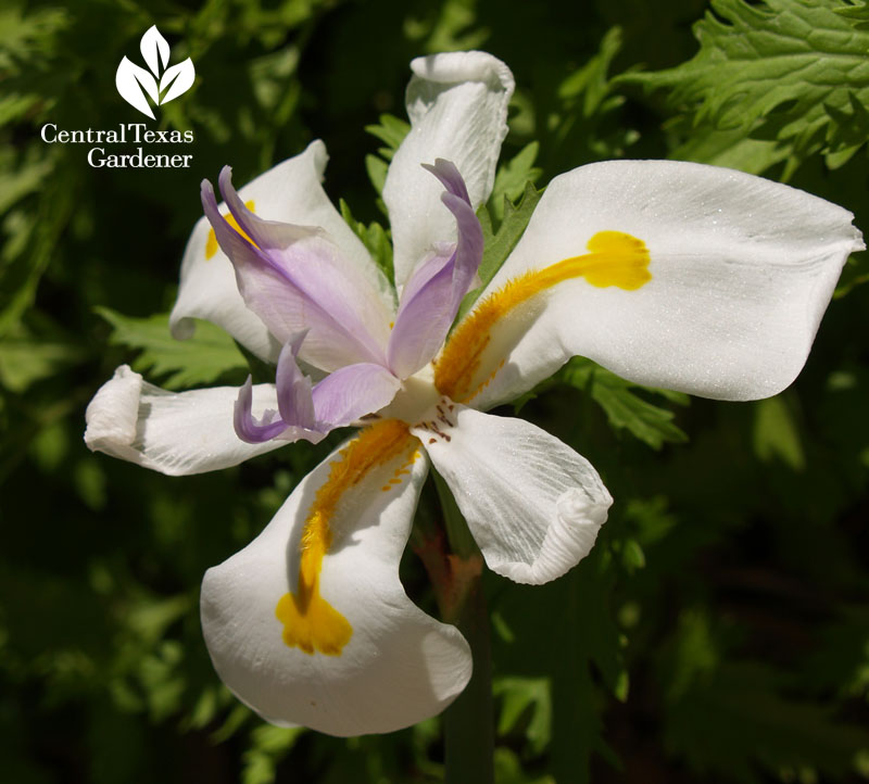Dietes iridioides flower Central Texas Gardener