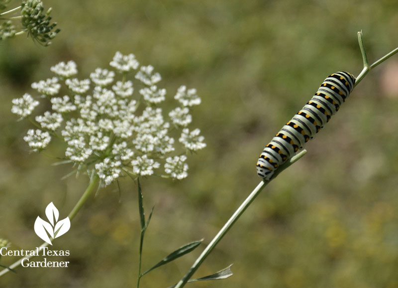 Eastern Black Swallowtail caterpillar on parsley Central Texas Gardener