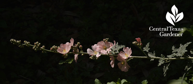 Globe mallow Central Texas Gardener