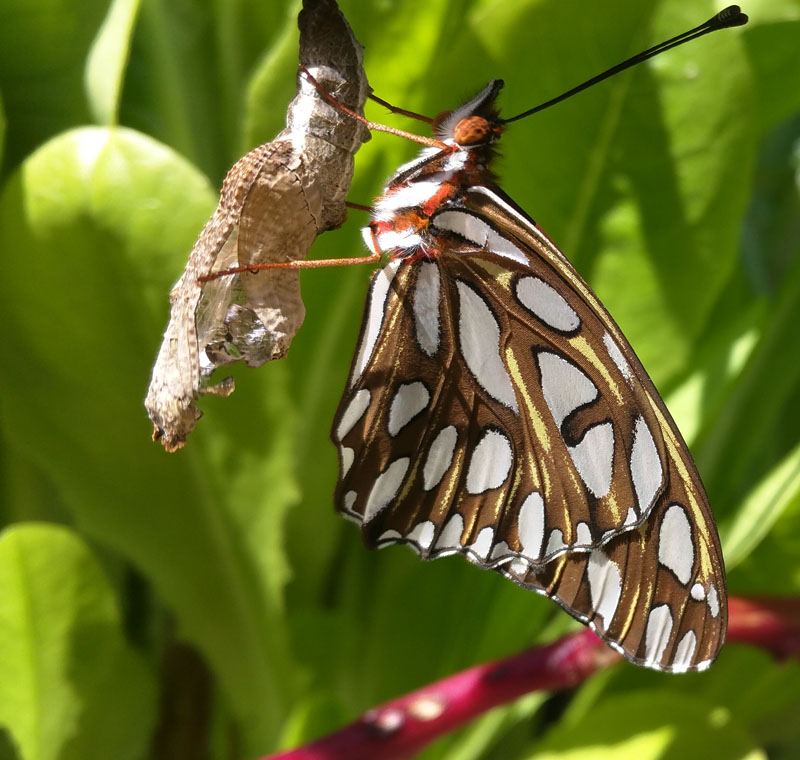 Gulf Fritillary emerge chrysalis CTG