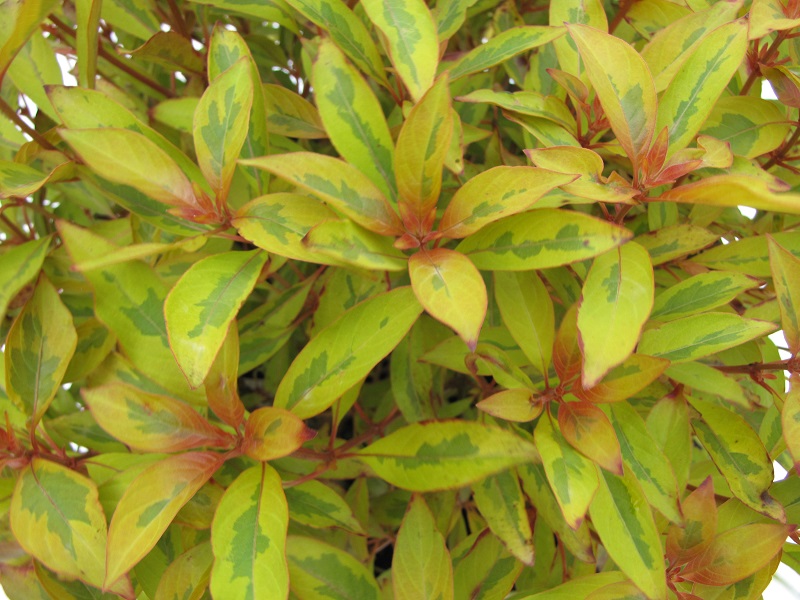This Firebush features leaves that are green and yellow with sizzling red-orange flowers from spring through fall. Upright spreader reaching 4 to 5 feet tall and wide.