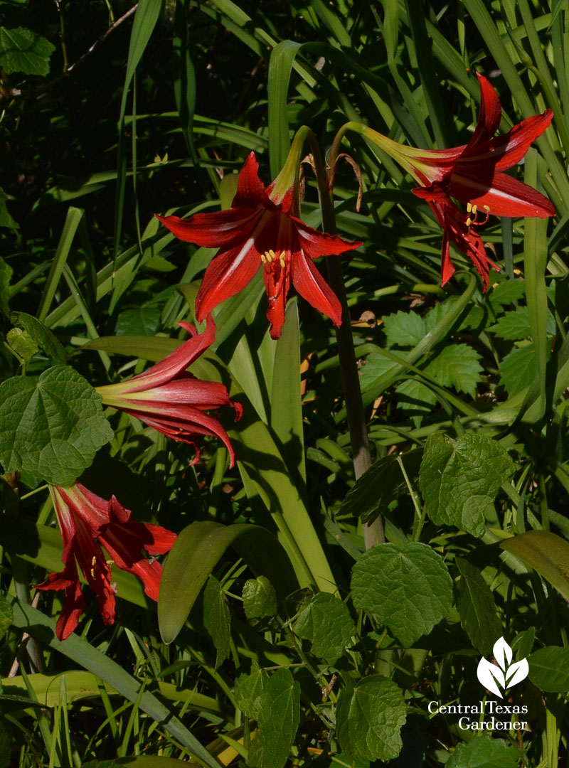 Johnson's amaryllis Central Texas Gardener