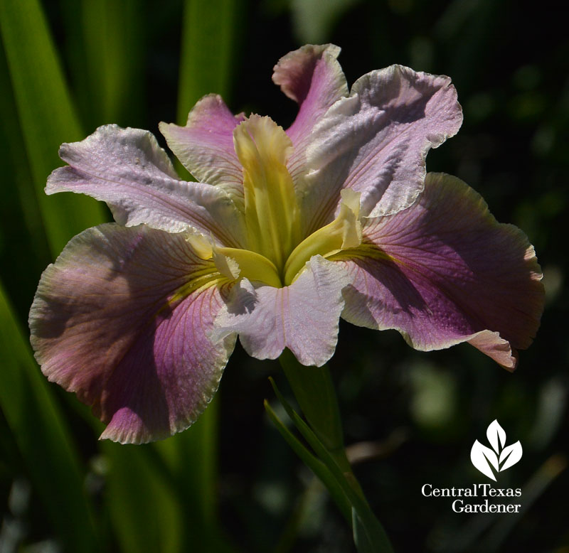 Louisiana iris CTG