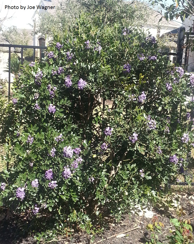 Mountain laurel by Joe Wagner CTG