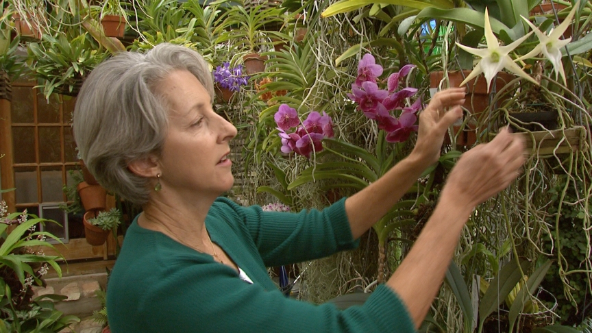 Orchid greenhouse Central Texas Gardener