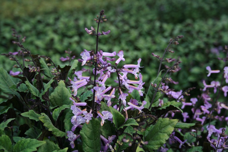 Plectranthus Mona Lavender CTG