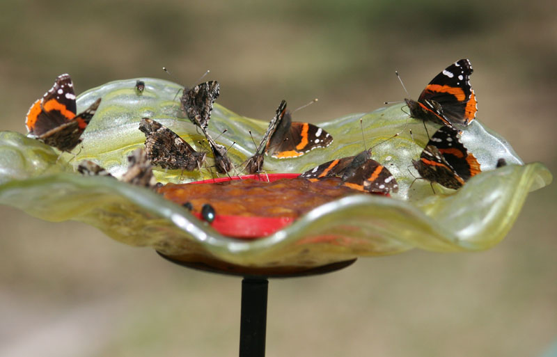 Red Admiral butterfly mash Trussell CTG