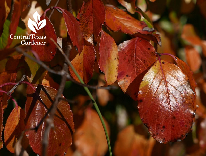 Rusty blackhaw fall color Central Texas Gardener