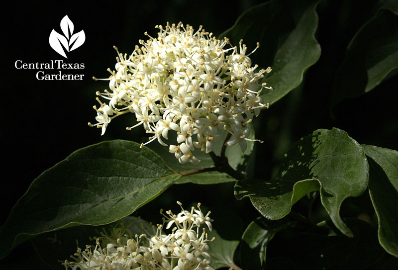 Rusty blackhaw viburnum flowers Central Texas Gardener