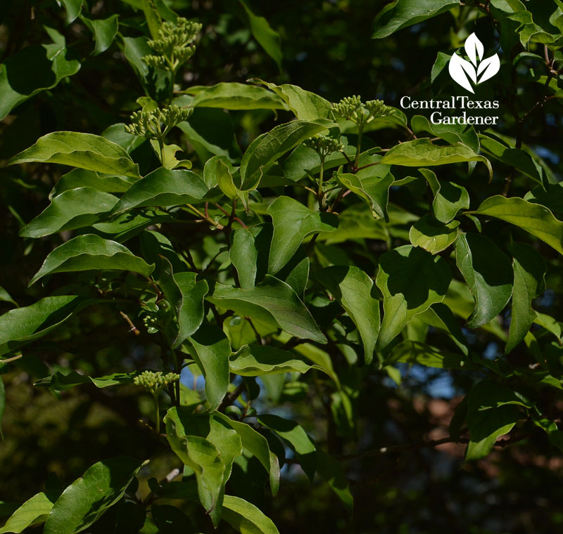 Rusty blackhaw viburnum spring leaves flower buds Central Texas Gardener