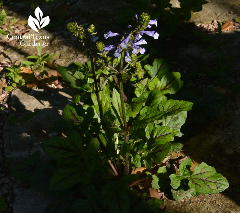 Salvia lyrata native groundcover Central Texas Gardener