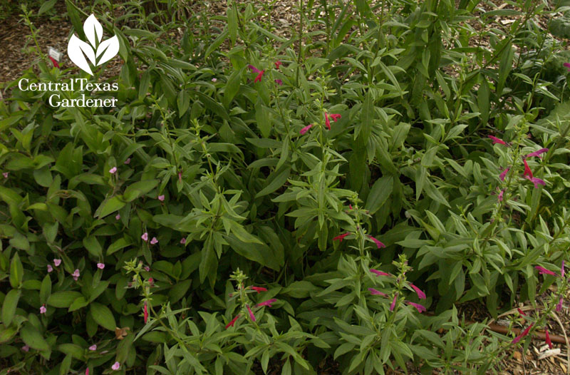 Salvia penstemonoides Central Texas Gardener