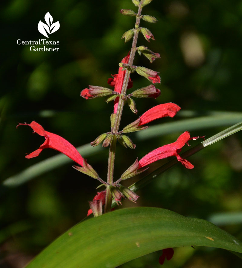 Salvia roemeriana Central Texas Gardener