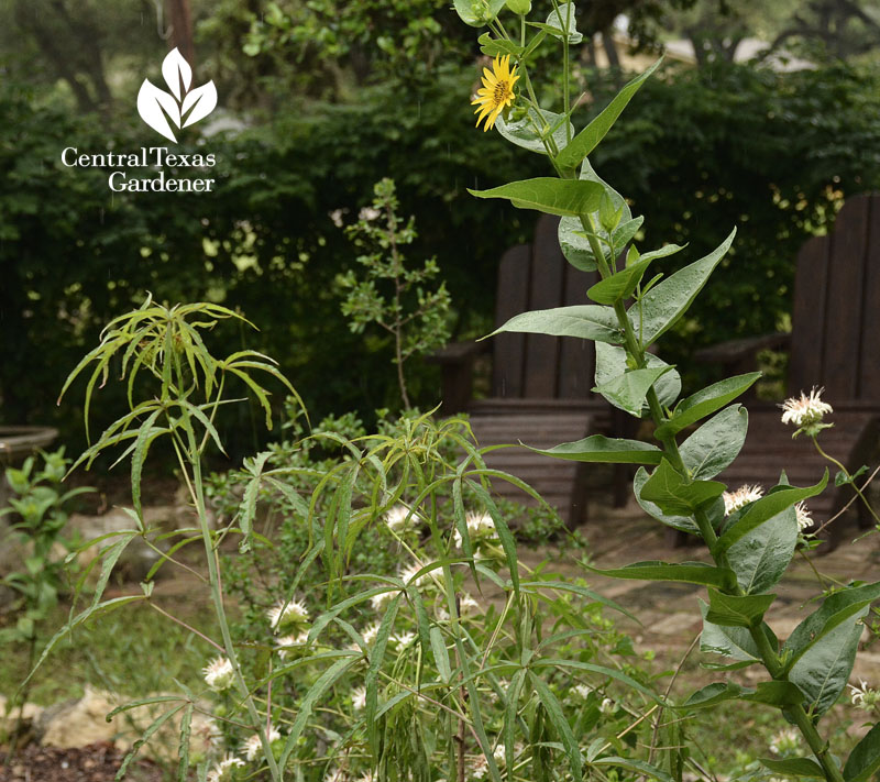 Simpson's rosinweed Central Texas Gardener